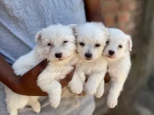 1-3 months Female Purebred Maltese