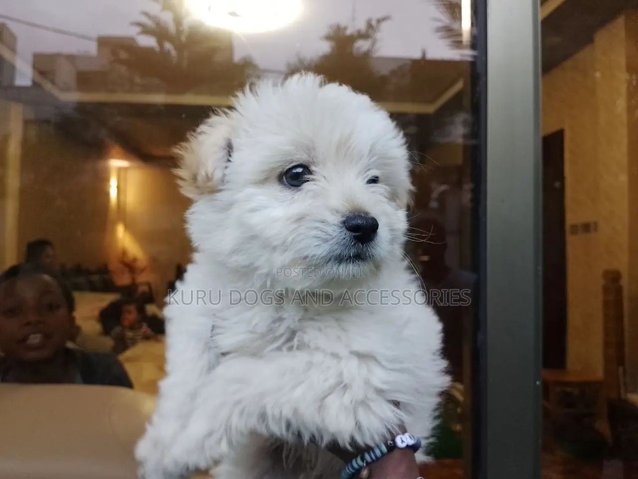 1-3 months Female Purebred Maltese