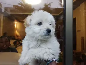 1-3 months Female Purebred Maltese