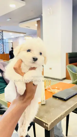1-3 months Female Purebred Maltese