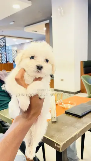 1-3 months Female Purebred Maltese