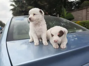 1-3 months Male Purebred Maltese