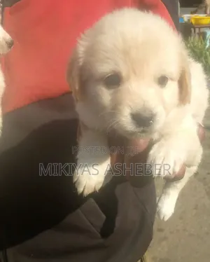 1-3 months Male Mixed Breed Maltese