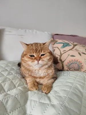 1-3 months Male Purebred American Bobtail