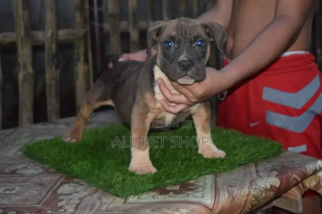 1-3 months Male Purebred American Pit Bull Terrier
