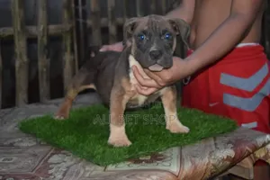 1-3 months Male Purebred American Pit Bull Terrier