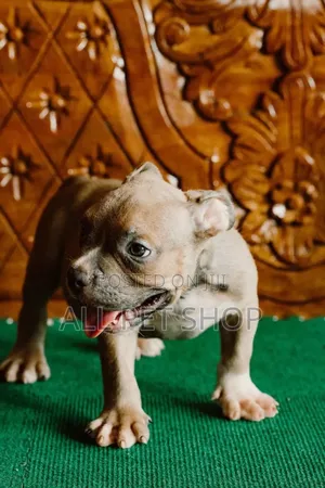 1-3 months Male Purebred American Pit Bull Terrier