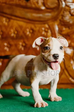 1-3 months Male Purebred American Pit Bull Terrier