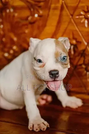 1-3 months Male Purebred American Pit Bull Terrier