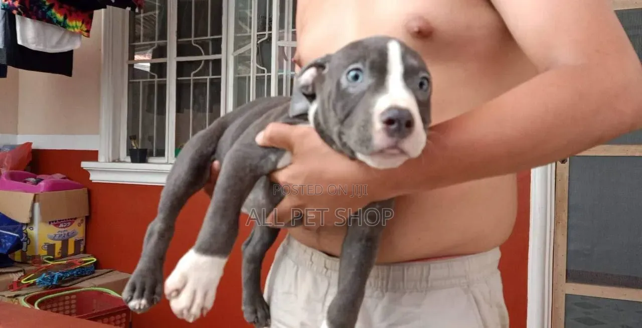 1-3 months Male Purebred American Pit Bull Terrier