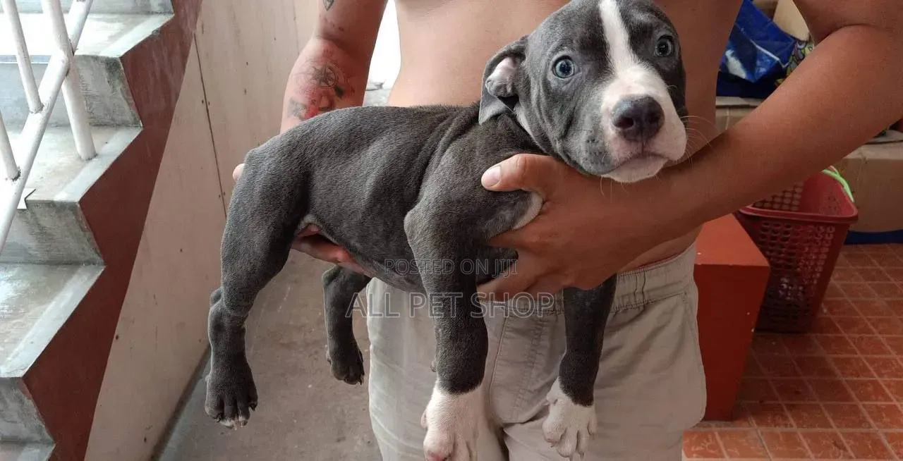 1-3 months Male Purebred American Pit Bull Terrier