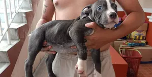 1-3 months Male Purebred American Pit Bull Terrier