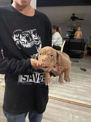 1-3 months Male Purebred American Pit Bull Terrier
