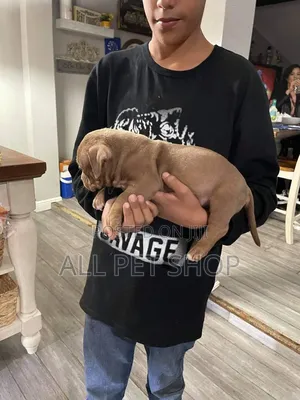 1-3 months Male Purebred American Pit Bull Terrier