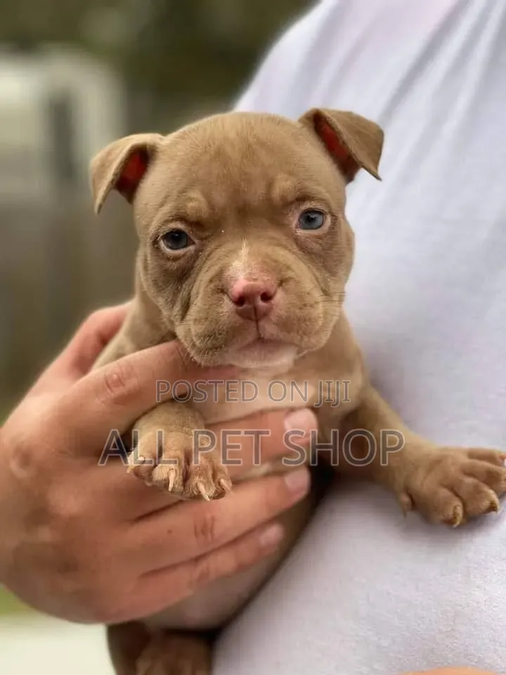 1-3 months Male Purebred American Pit Bull Terrier