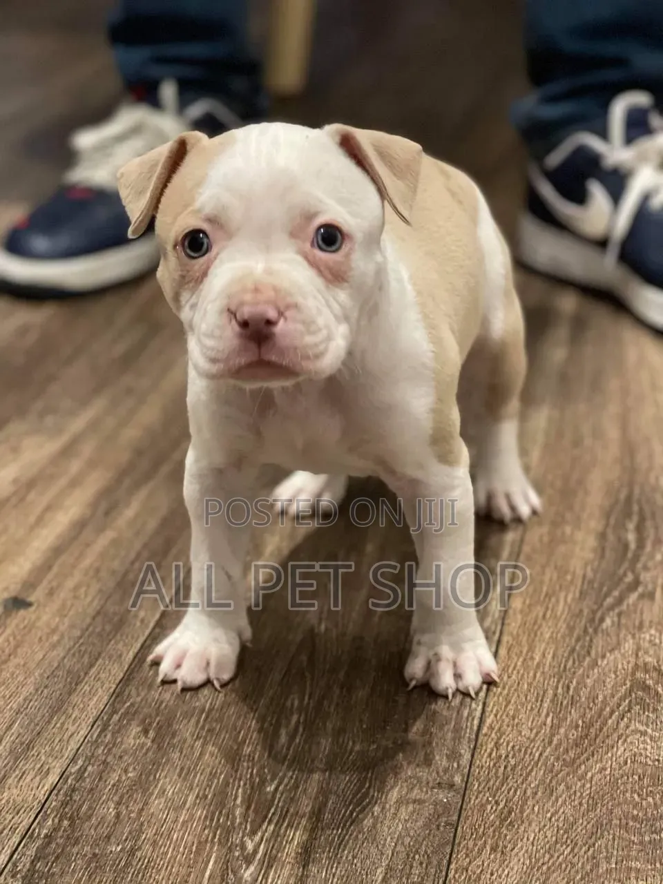 1-3 months Male Purebred American Pit Bull Terrier