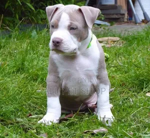 1-3 months Male Purebred American Pit Bull Terrier