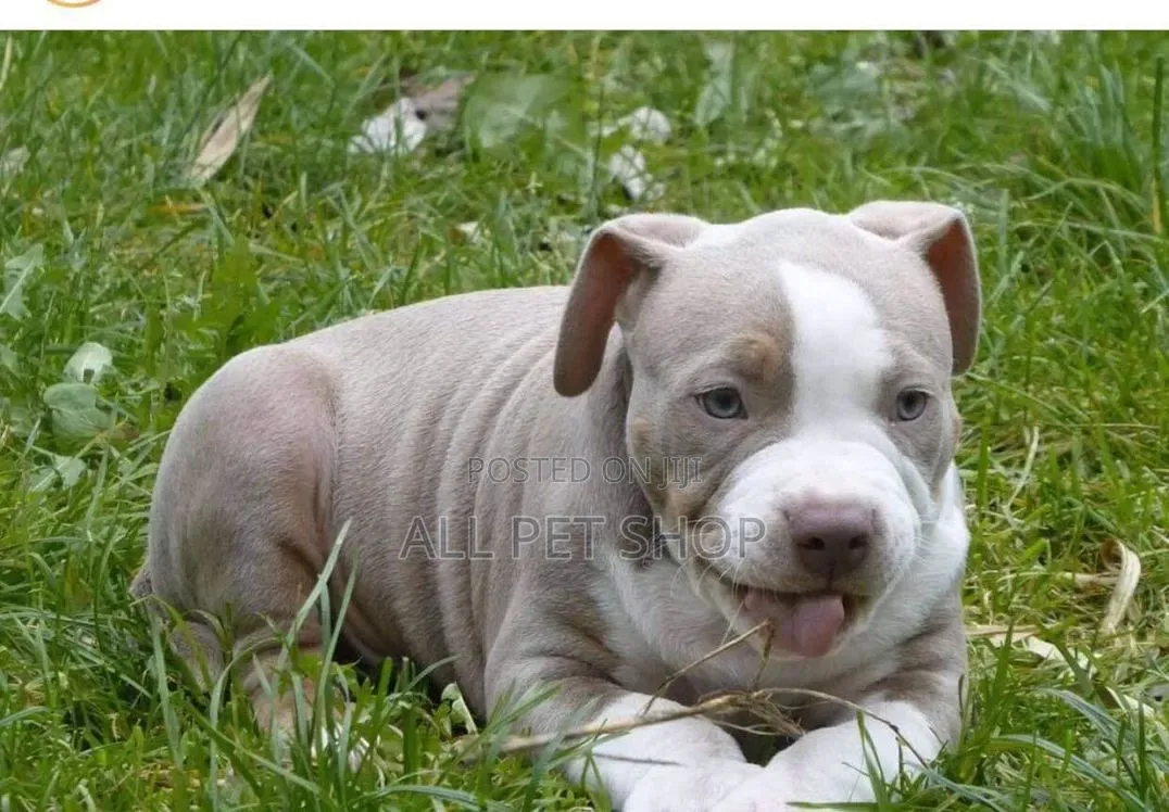 1-3 months Male Purebred American Pit Bull Terrier
