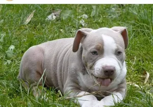 1-3 months Male Purebred American Pit Bull Terrier