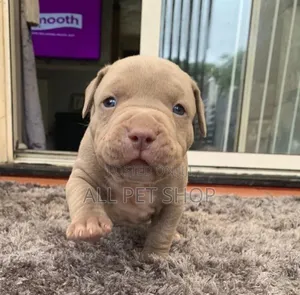 1-3 months Male Purebred American Pit Bull Terrier