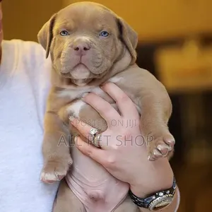 1-3 months Male Purebred American Pit Bull Terrier