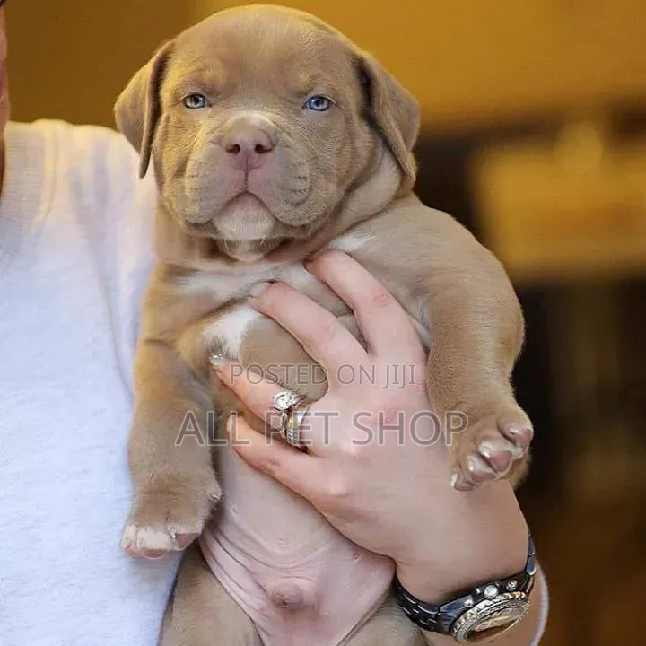 1-3 months Male Purebred American Pit Bull Terrier