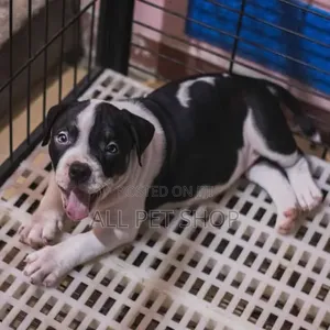 1-3 months Male Purebred American Pit Bull Terrier
