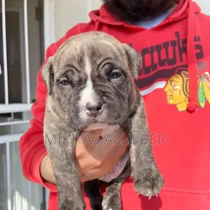 1-3 months Male Purebred American Pit Bull Terrier