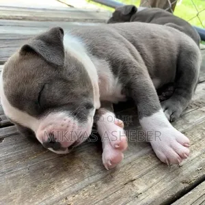 1-3 months Male Purebred American Pit Bull Terrier
