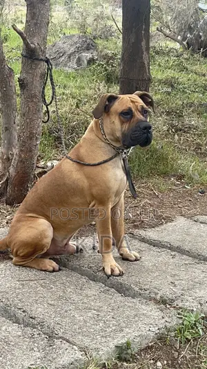 6-12 months Male Purebred Boerboel