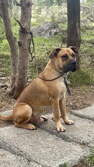 6-12 months Male Purebred Boerboel
