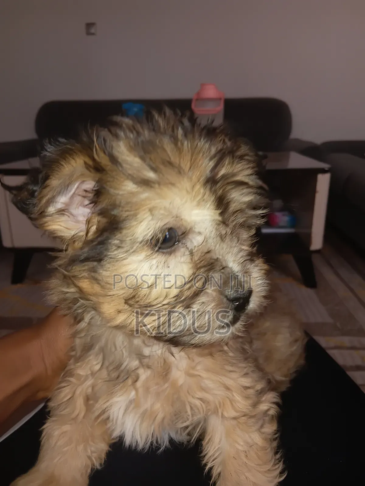 1-3 months Male Purebred Havanese