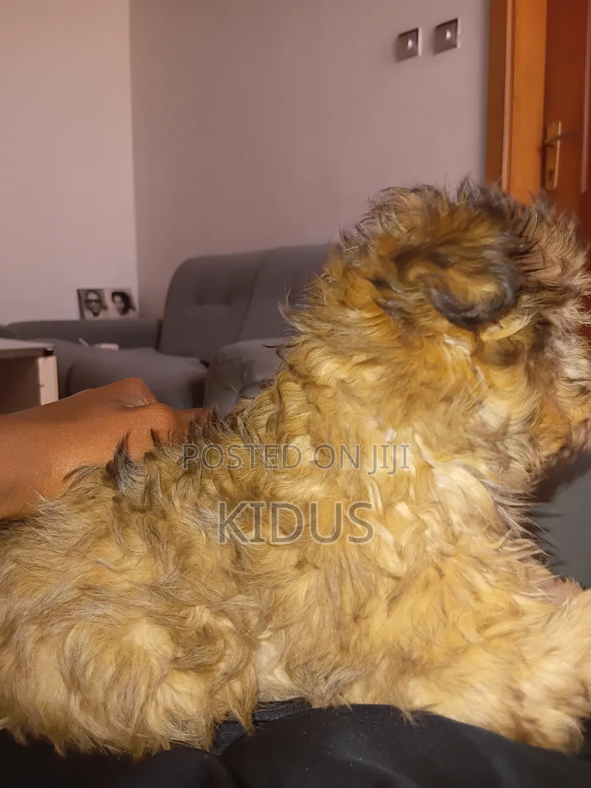 1-3 months Male Purebred Havanese