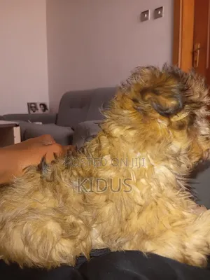 1-3 months Male Purebred Havanese