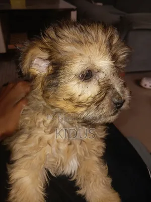 1-3 months Male Purebred Havanese