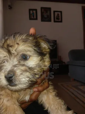 1-3 months Male Purebred Havanese