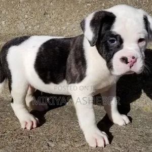 1-3 months Male Purebred American Pit Bull Terrier