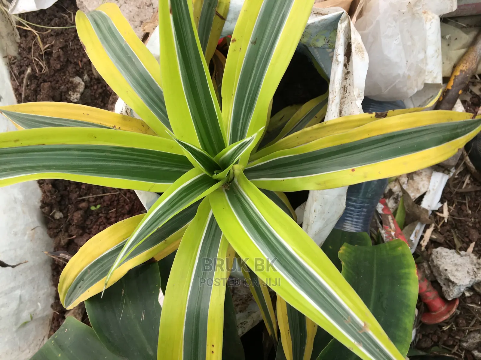 Yellow Draconian