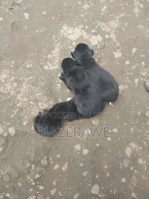 0-1 month Male Purebred Dog