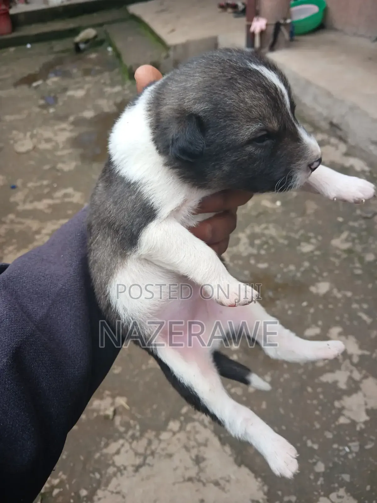 0-1 month Male Purebred Dog