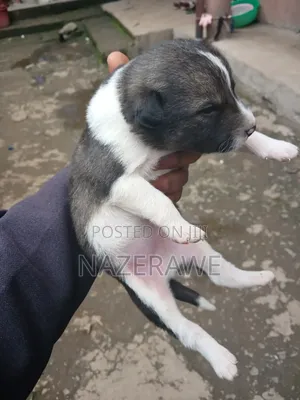 0-1 month Male Purebred Dog