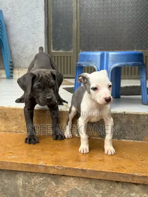 1-3 months Male Purebred American Pit Bull Terrier