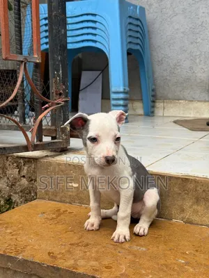 1-3 months Male Purebred American Pit Bull Terrier