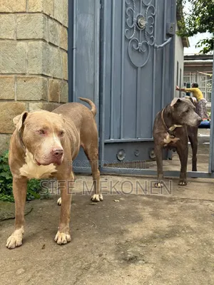 1-3 months Male Purebred American Pit Bull Terrier