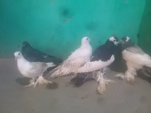 Pigeon Quality