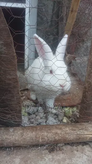 Rabbit Sel