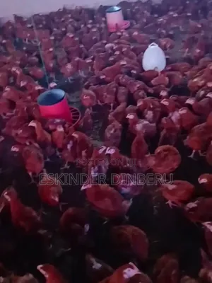 Pullet Chickens