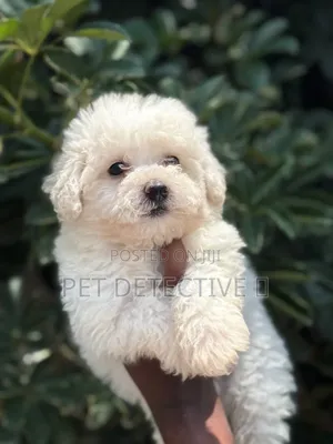 1-3 months Male Purebred Maltese