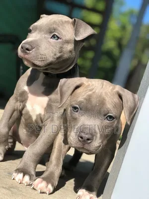 1-3 months Male Purebred American Pit Bull Terrier