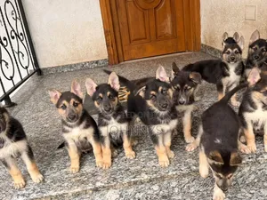 1-3 months Male Mixed Breed German Shepherd